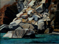 Il cormorano