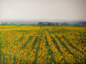Girasoli 
